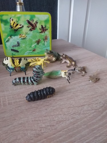 Butterfly and frog life - , cycle