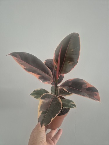 Ficus elastica belize rubber - ficus,