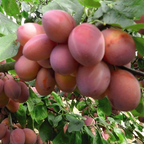 Plum opal early - 'opal',