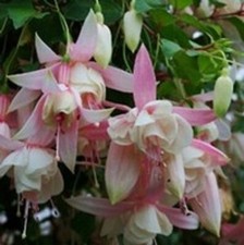 6 Giant Trailing Fuchsia Pink