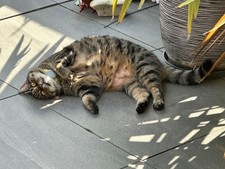 Amazon Fire TV Stick S3L46N