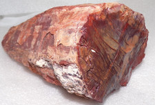 N E AZ Petrified Wood  Full