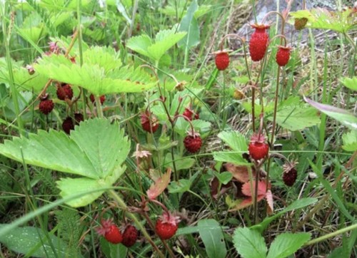 Wild british native - x,
