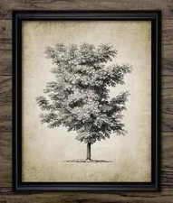Tree Print, Vintage Botanical Wall Art, Tree Etching, Rustic Decor