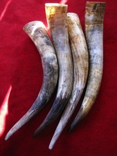 One (1) Bull Horn Steer Cow