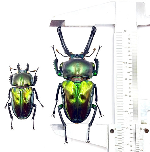 Phalacrognathus muelleri