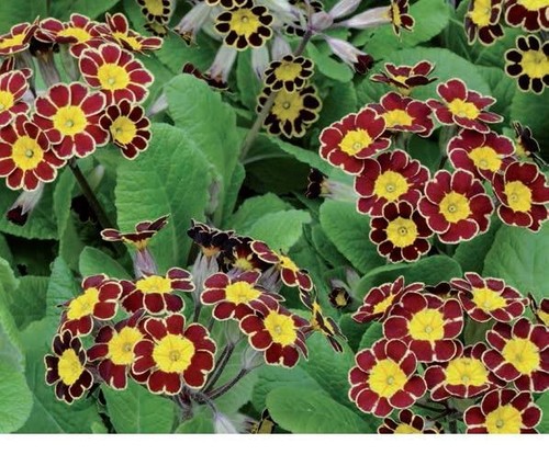 Polyanthus victoriana gold - polyanthus,