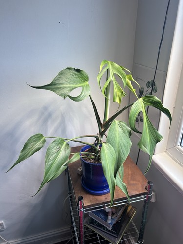 Monstera burle marx - marx, flame