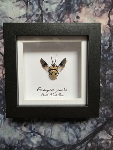 Death head bug - head,
