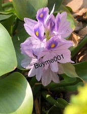 TWO Water Hyacinth Pond Plant Floating Pond Plants  Healthy Bunch