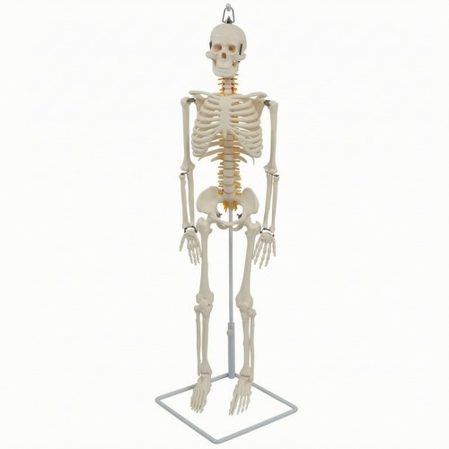 Skeleton model with stand - skeleton,