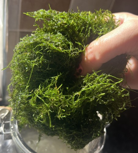 20g java moss shrimp beta - shrimp,