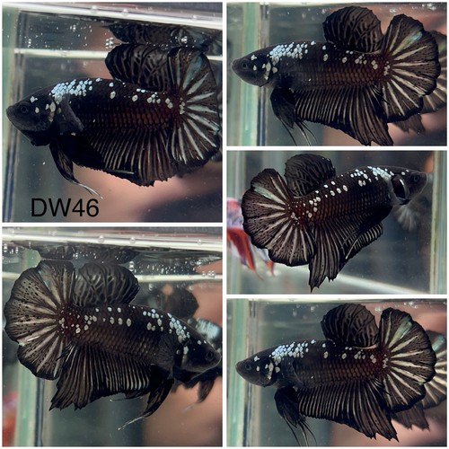 Male betta live fish - betta,