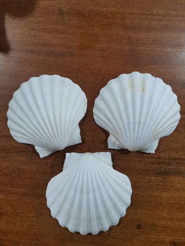 Large natural scallop - natural,