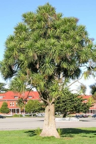 Cabbage palm tree - palm, seeds