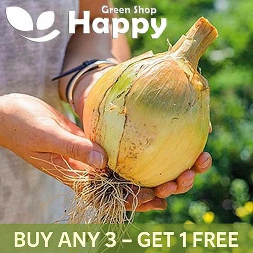 Vegetable onion globo - globo, 200