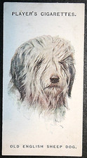 OLD ENGLISH SHEEPDOG  Vintage 1920's Head Portrait  Card  LE02M