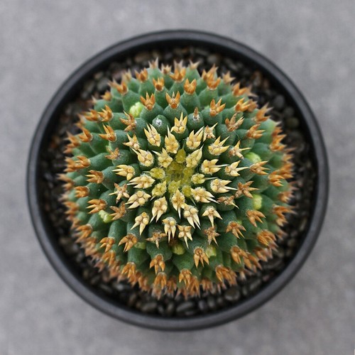 3cm cactus plants - 2.5-3cm,