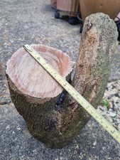 Green Unseasoned Box Wood Log