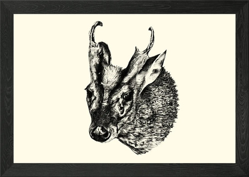 Muntjac deer head sketch - deer,