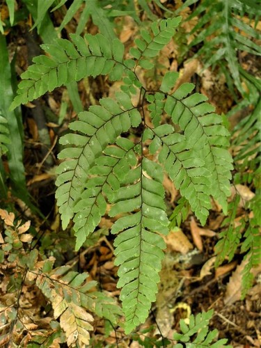 Adiantum fulvum dwarf - |,