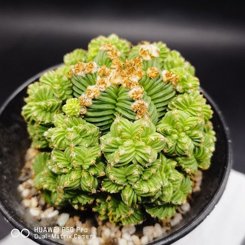 random！--Aztekium