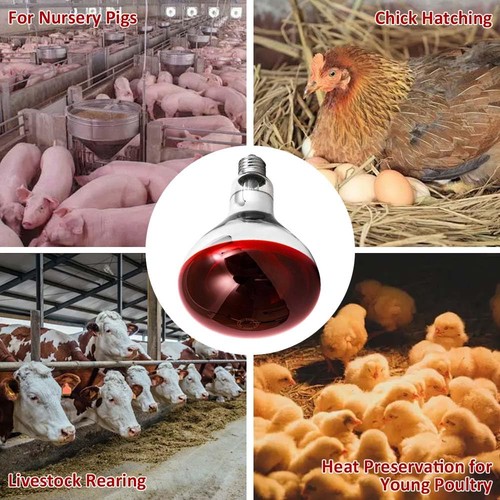 250w heat lamp - heat,