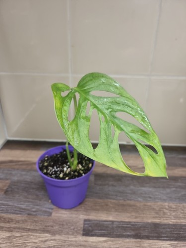 Monstera adansonii cutting - adansonii,