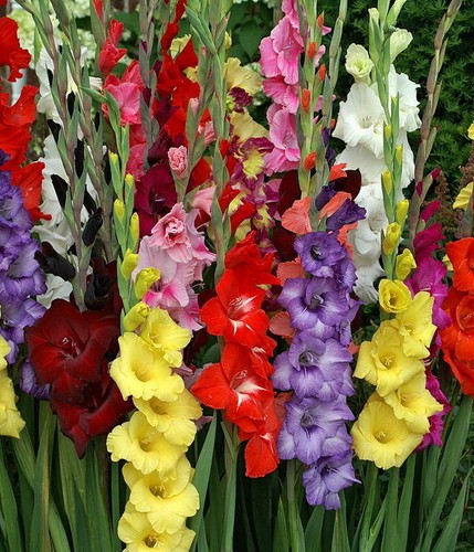 Gladioli mixed gardening - mixed,