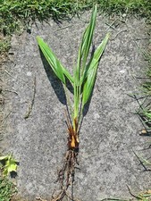 Trachycarpus Fortunei Palm