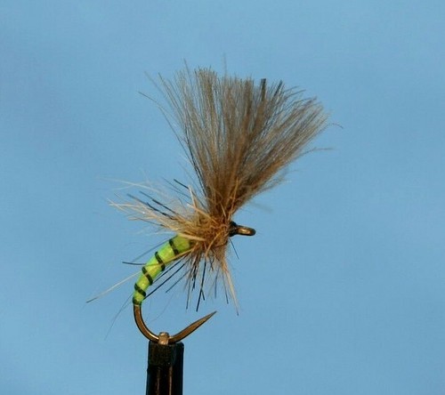 Cdc chartreuse yellow owl - cdc,