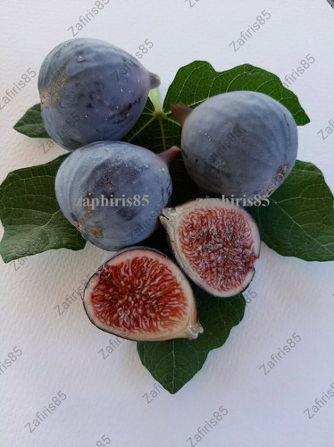 Napolitana negra fig - 1x, negra”fig
