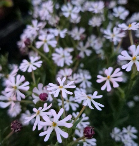 Night scented phlox - night,