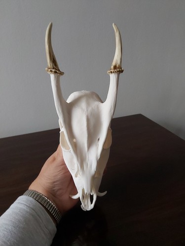 Muntjac buck deer skull - muntjac,