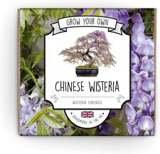 Grow Your Own Bonsai Kit | Wisteria Bonsai Tree | Suitable for Kids, Beginners 
