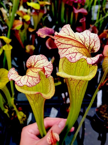 Sarracenia lynda butt asbo - x,