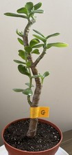 Crassula Ovata Jade Succulent