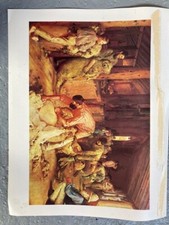 Sheep Shearing Picture.