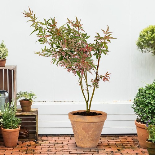 Ornamental shrubs acer - shrubs,