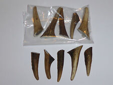 PACKET OF 20 RED DEER HORN / ANTLER ARTS/CRAFT/TAXIDERMY (2-4cm.)
