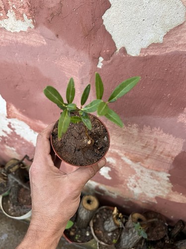 Fillirea bonsai - fillirea,