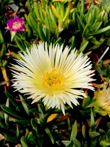 Yellow hottentot fig - 5,