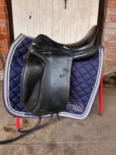 Harry dabbs jaguar dressage - harry,