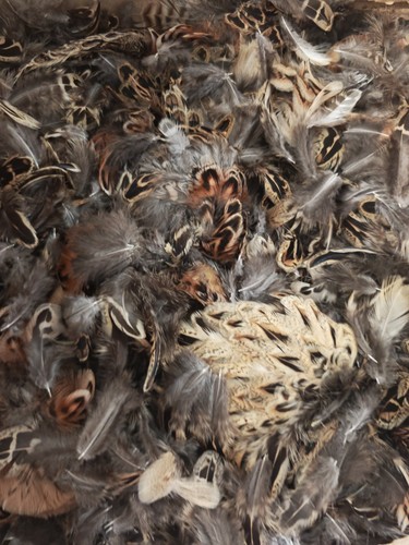 100 hen pheasant - hen,