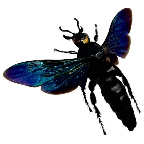 Giant iridescent hornet - iridescent, male