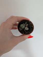 Lithops Houseplant