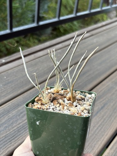 Astrophytum caput medusae rare - astrophytum, caput-medusae