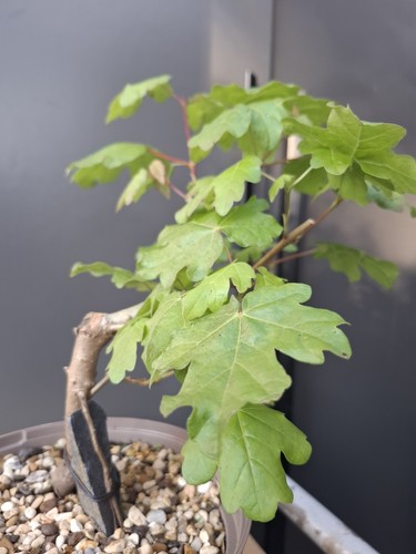 Field maple root over rock - , 'root