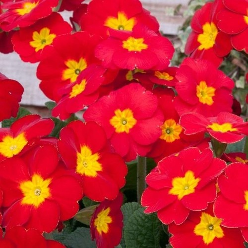 Polyanthus supernova red - polyanthus, x