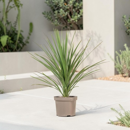 Cordyline australis plant - cordyline,